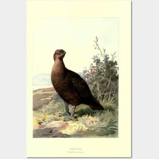 Grouse Posters and Art